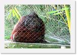 Orangutan_B (07) * ...am Zaun lehnen und Besucher beobachten. Ich wurde immer wieder gefragt: Die armen Tiere, langweilen die sich nicht? * 2438 x 1627 * (2.15MB)